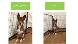 ペットのしつけ01